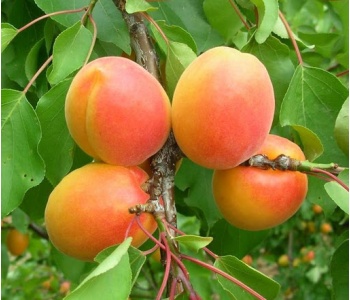 albicocche tsunami strafrutta albero
