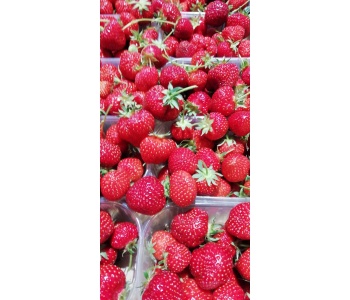 fragole_favetta_terracina_strafrutta_online_2020_2