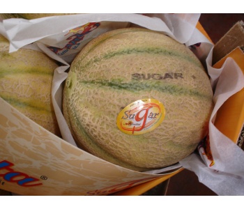 marchi sugar sul melone