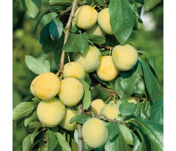 susine gialle strafrutta 3